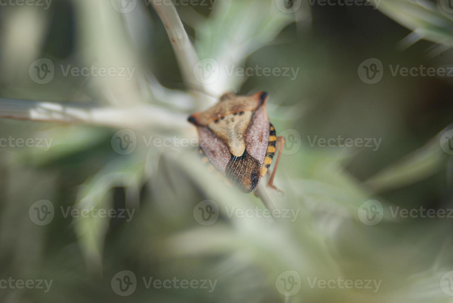 schildwants op een plantenblad foto