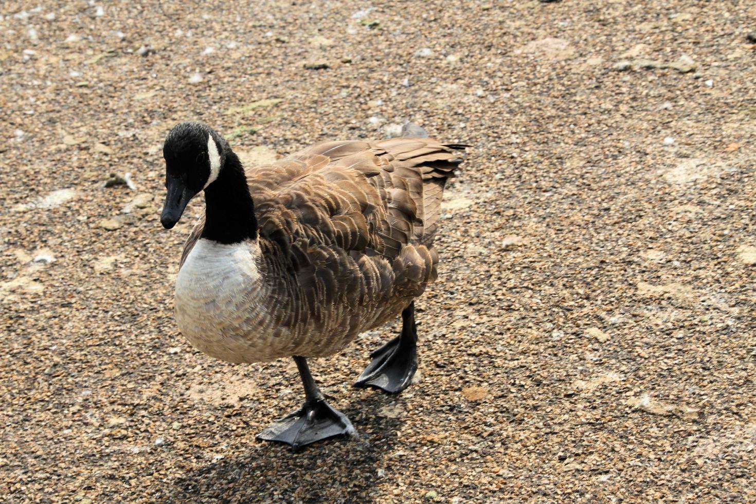 een close up van een Canadese gans foto