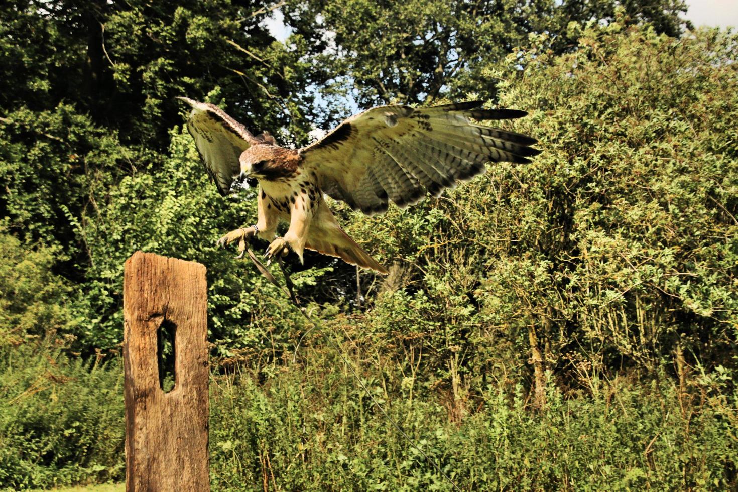 een close up van een gewone buizerd foto