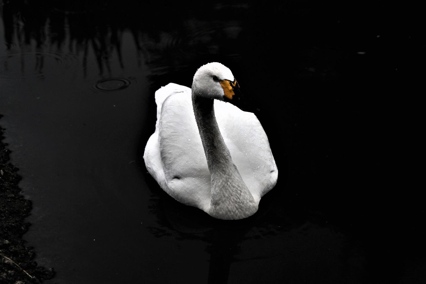 een close up van een bewick zwaan foto