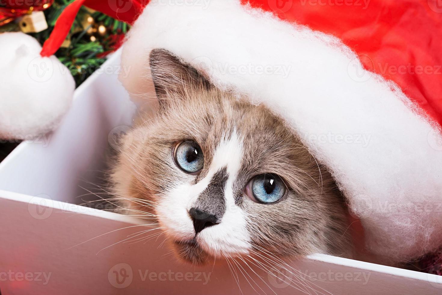 ragdoll kattenras op een kerstachtergrond foto