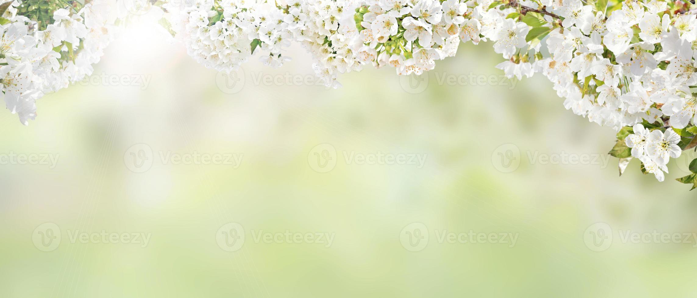 prachtig uitzicht op de natuur van lente bloeiende bomen op onscherpe achtergrond. foto