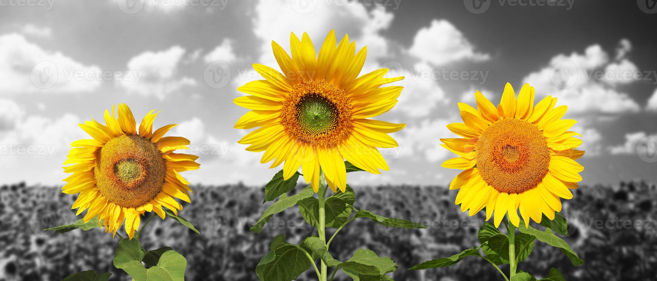 veld van bloeiende zonnebloemen op een achtergrond blauwe lucht foto