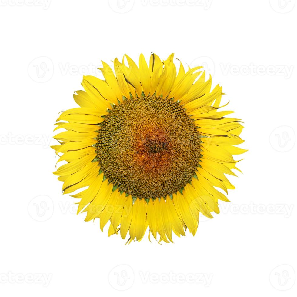 bloem van zonnebloem geïsoleerd op een witte achtergrond. foto