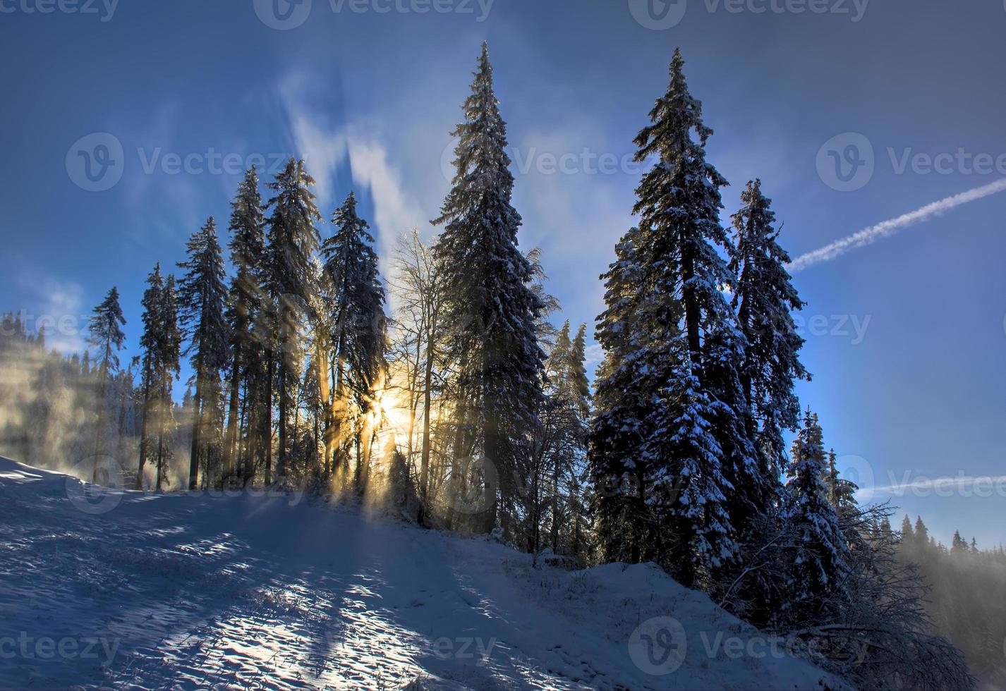 winterlandschap in het bos foto