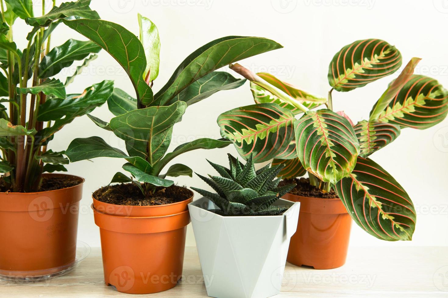 een groep populaire potplanten calathea, maranta, marantaceae, haworthia, ficus lirata, benjamin, echeveria. het kweken van kamerplanten in pot, groene woondecoratie, verzorging en teelt foto