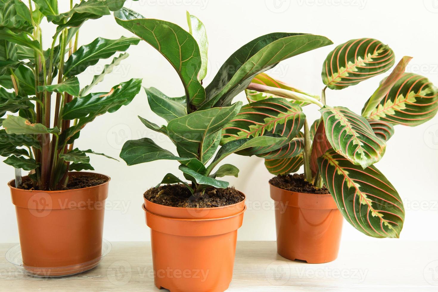 een groep populaire potplanten calathea, maranta, marantaceae, haworthia, ficus lirata, benjamin, echeveria. het kweken van kamerplanten in pot, groene woondecoratie, verzorging en teelt foto