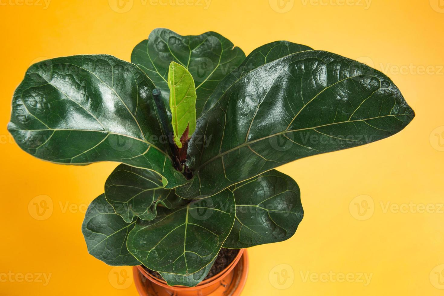 ficus lirata bambino in een pot op een gele achtergrond. het kweken van kamerplanten in pot, groene woondecoratie, verzorging en teelt foto