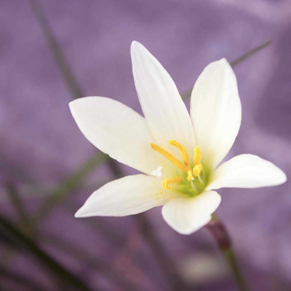 kleine witte krokusbloemen in de tuin. foto