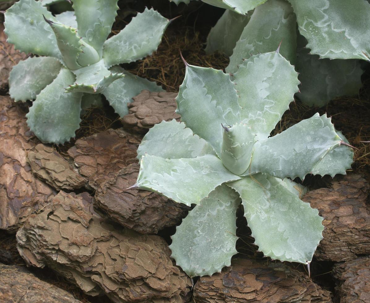 scherpe puntige agave plant bladeren foto