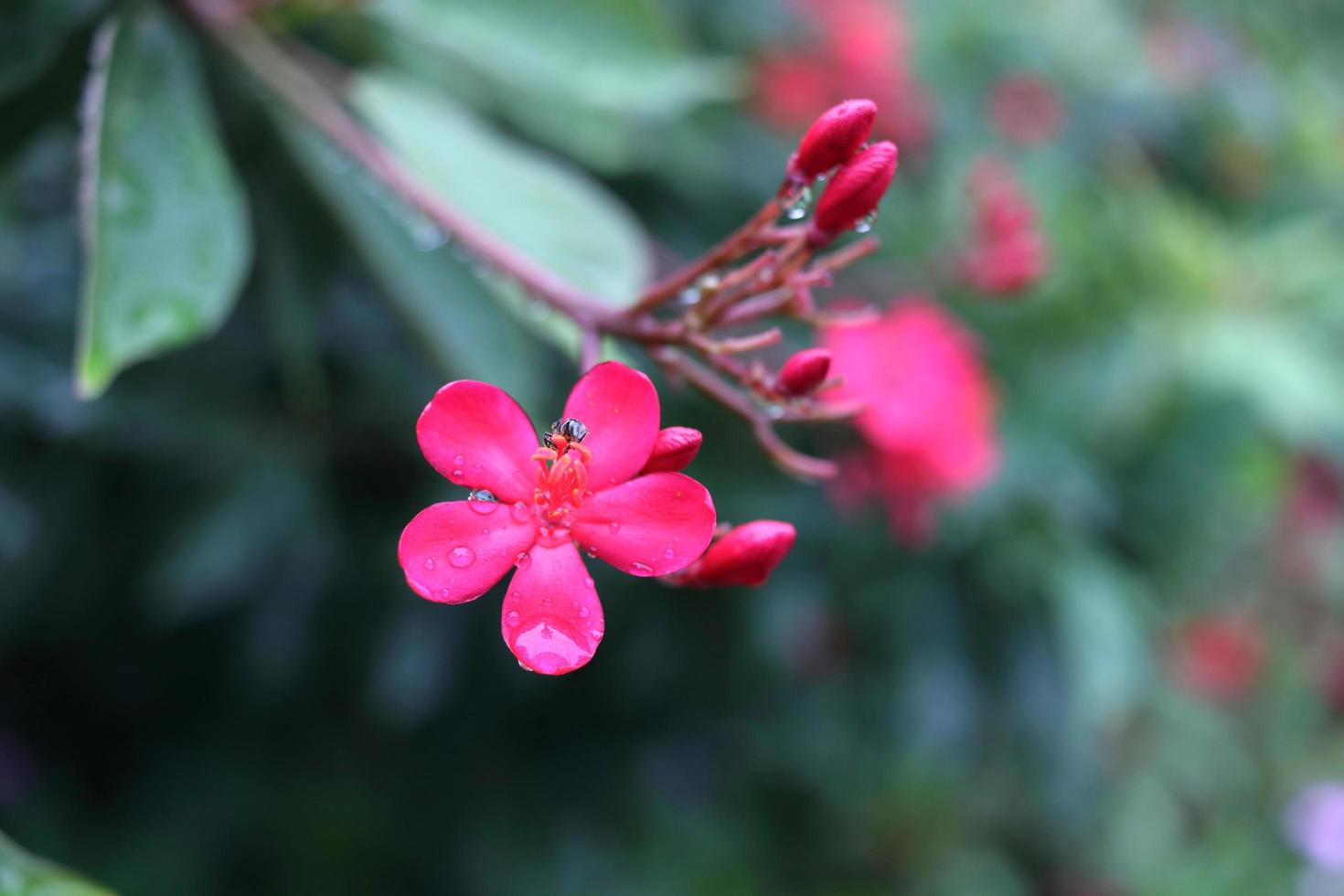 rode bloemen van pittige jatropha of katoenbladige jatropha en groene bladeren achtergrond. druppels water zijn op het bloemblad van de bloem. foto