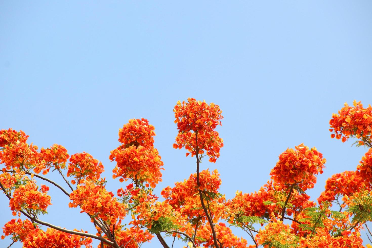 oranje bloemen van de vlamboom of koninklijke poinciana bloeien op borstels en lichtblauwe hemelachtergrond. foto