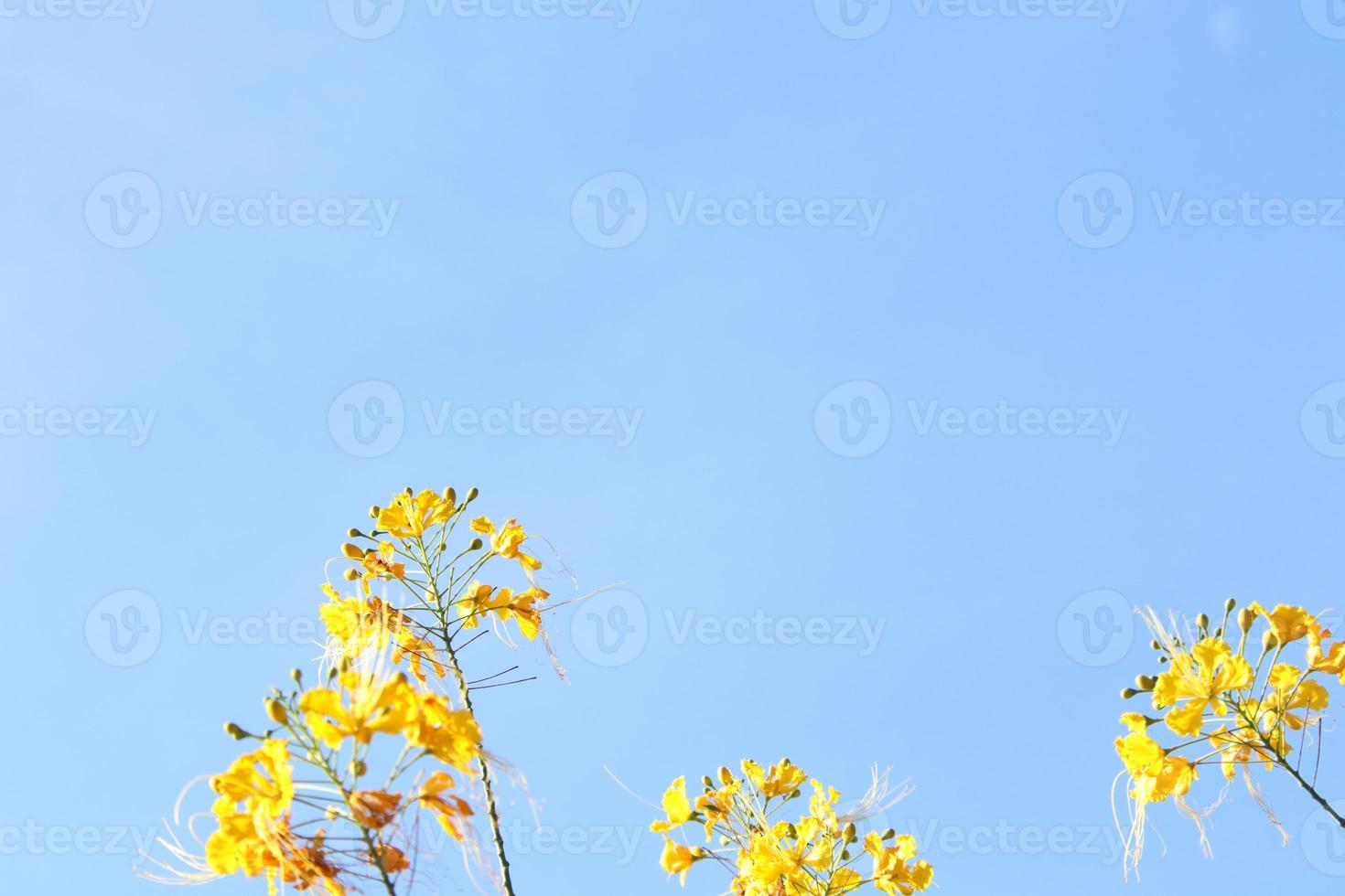 gele bloemen en knoppen van de vlamboom of koninklijke poinciana hieronder van frame en lichtblauwe hemelachtergrond, thailand. foto