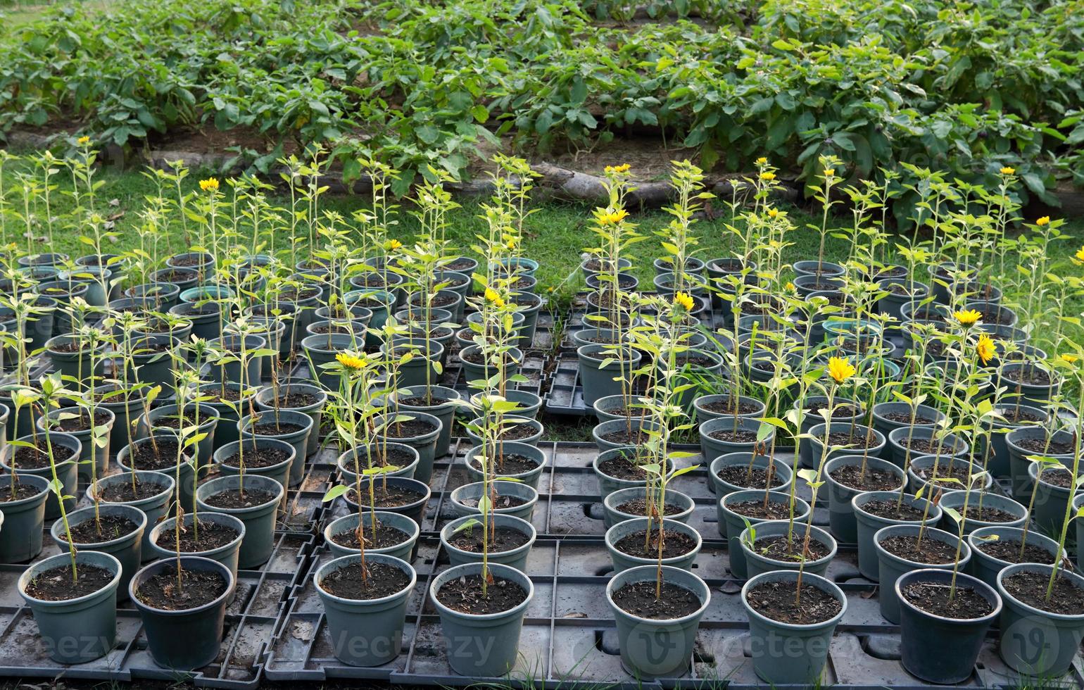 jonge zonnebloemboom in grijze plastic potten die in rij op plastic plaat groeien en groene bladeren van struikachtergrond vervagen. foto