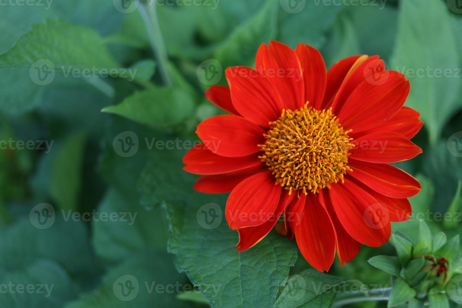 bovenaanzicht, rode Mexicaanse zonnebloem bloeien en groene bladeren achtergrond wazig. foto