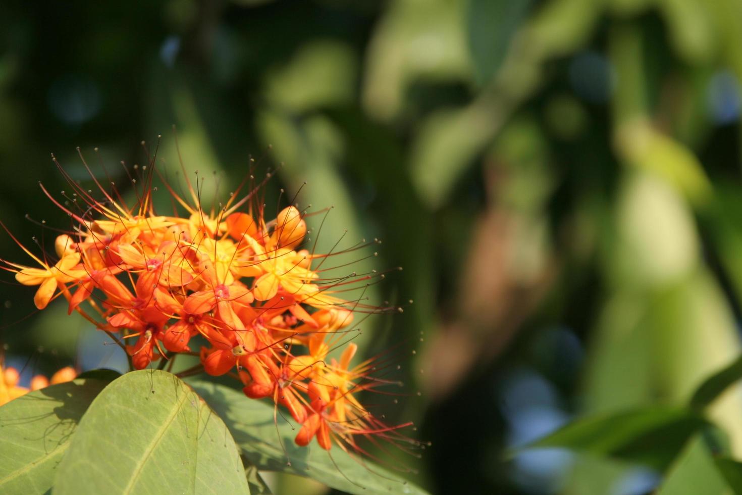 de bloemen van de ashokaboom bloeien op een bos en vervagen de achtergrond van groene bladeren. foto