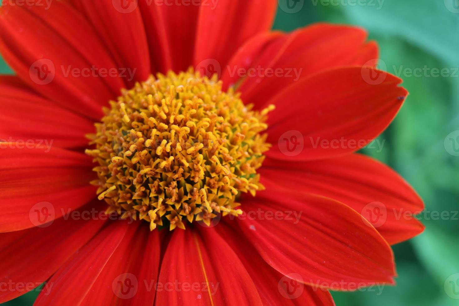 rode Mexicaanse zonnebloem bloeien en groene bladeren achtergrond. close-up bekijken. foto