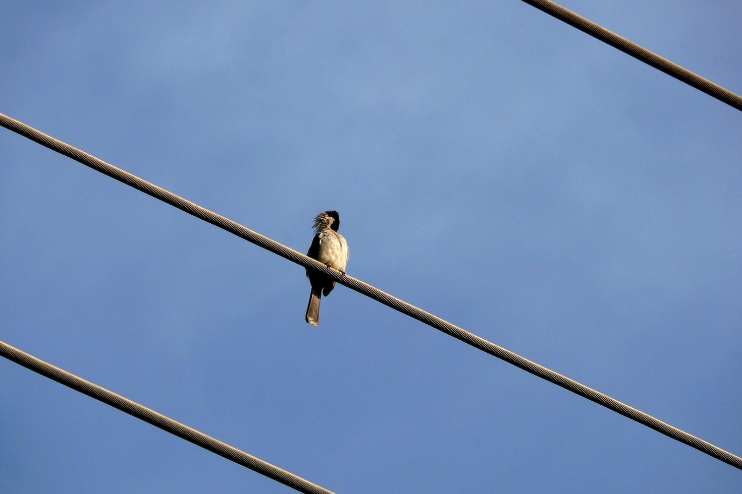 een vogel zat op een hoogspanningslijn, in een heldere wolk foto