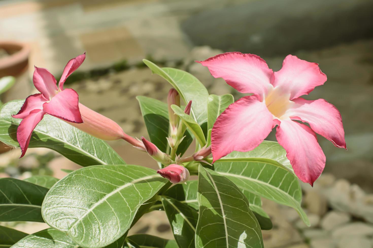 woestijnroos is een felgekleurde bloemen. woestijnrozen zijn Thaise bloemen. foto