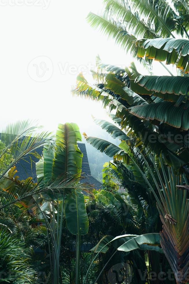 tropische bladeren en bomen achtergrond foto