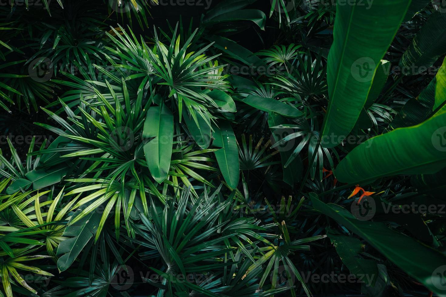 tropische bladeren en bomen achtergrond foto