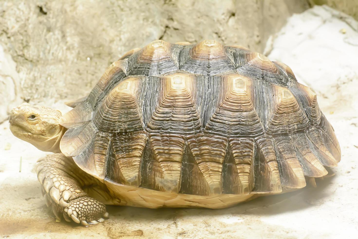 de stralingsschildpad neemt een dierentuin in foto