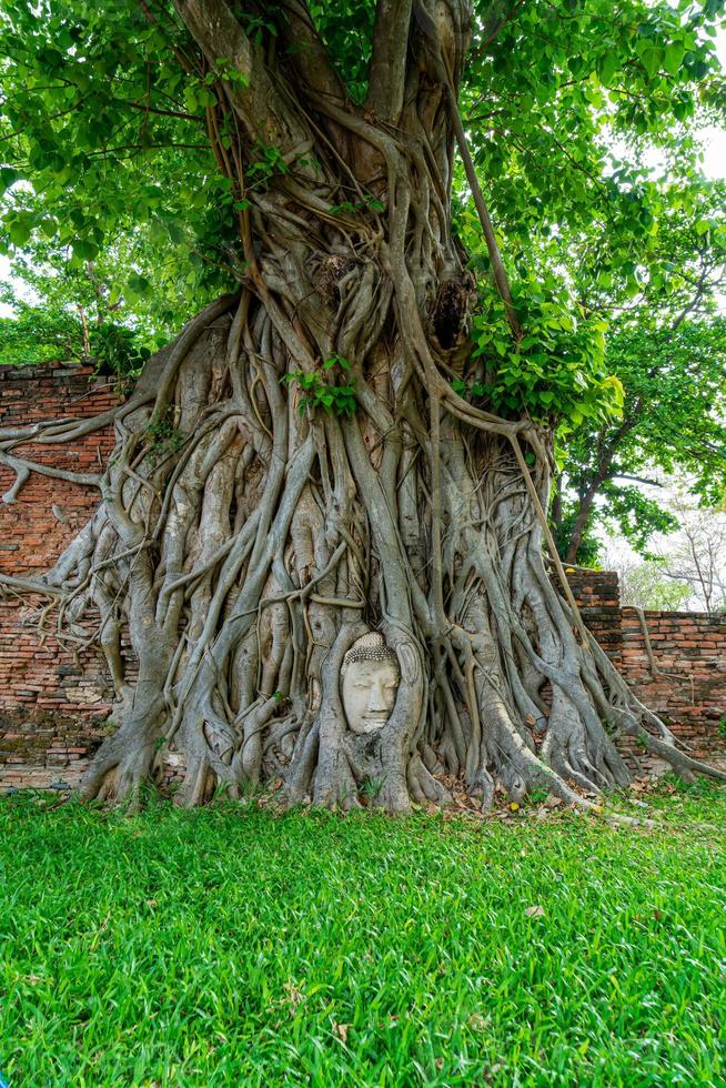 boeddhahoofdbeeld met gevangen in bodhiboomwortels bij wat mahathat foto