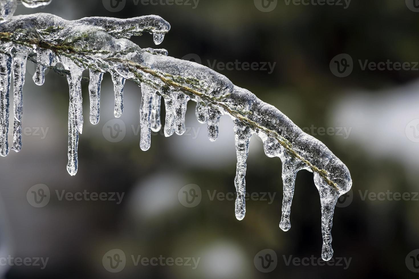 ijspegels op winter branch foto