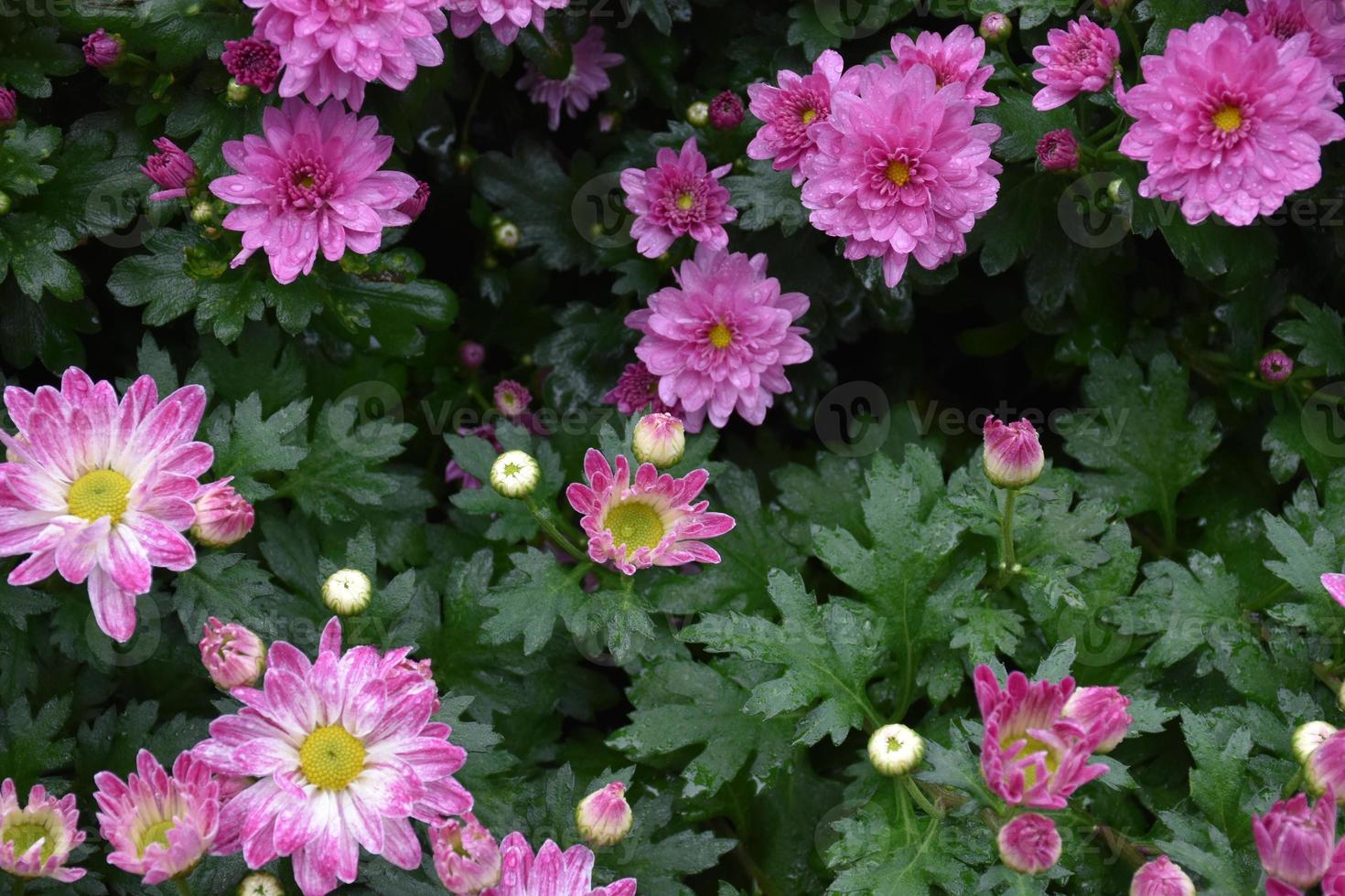 roze chrysant bloem bed achtergrond. foto