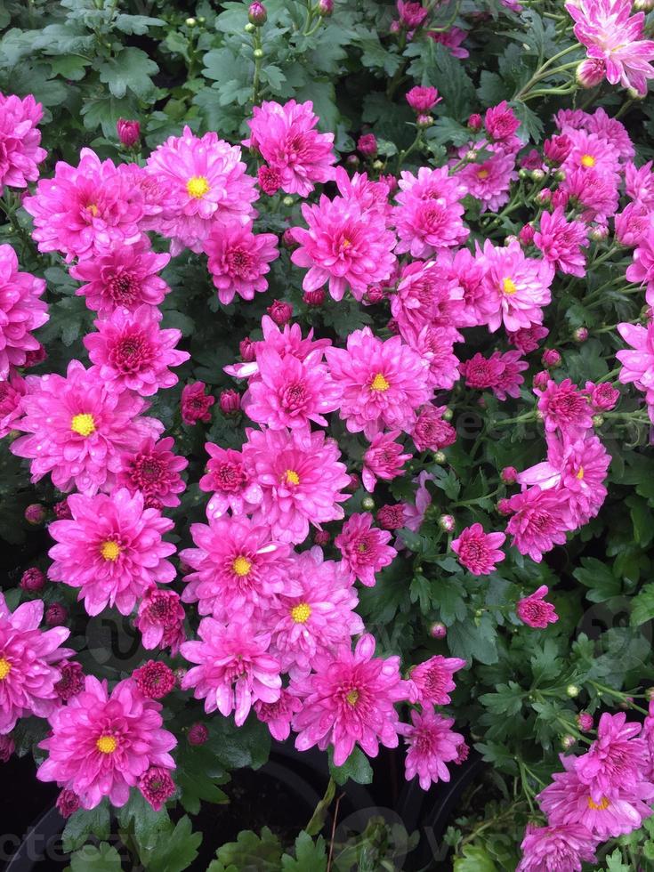 roze chrysant indicum linn bloem foto