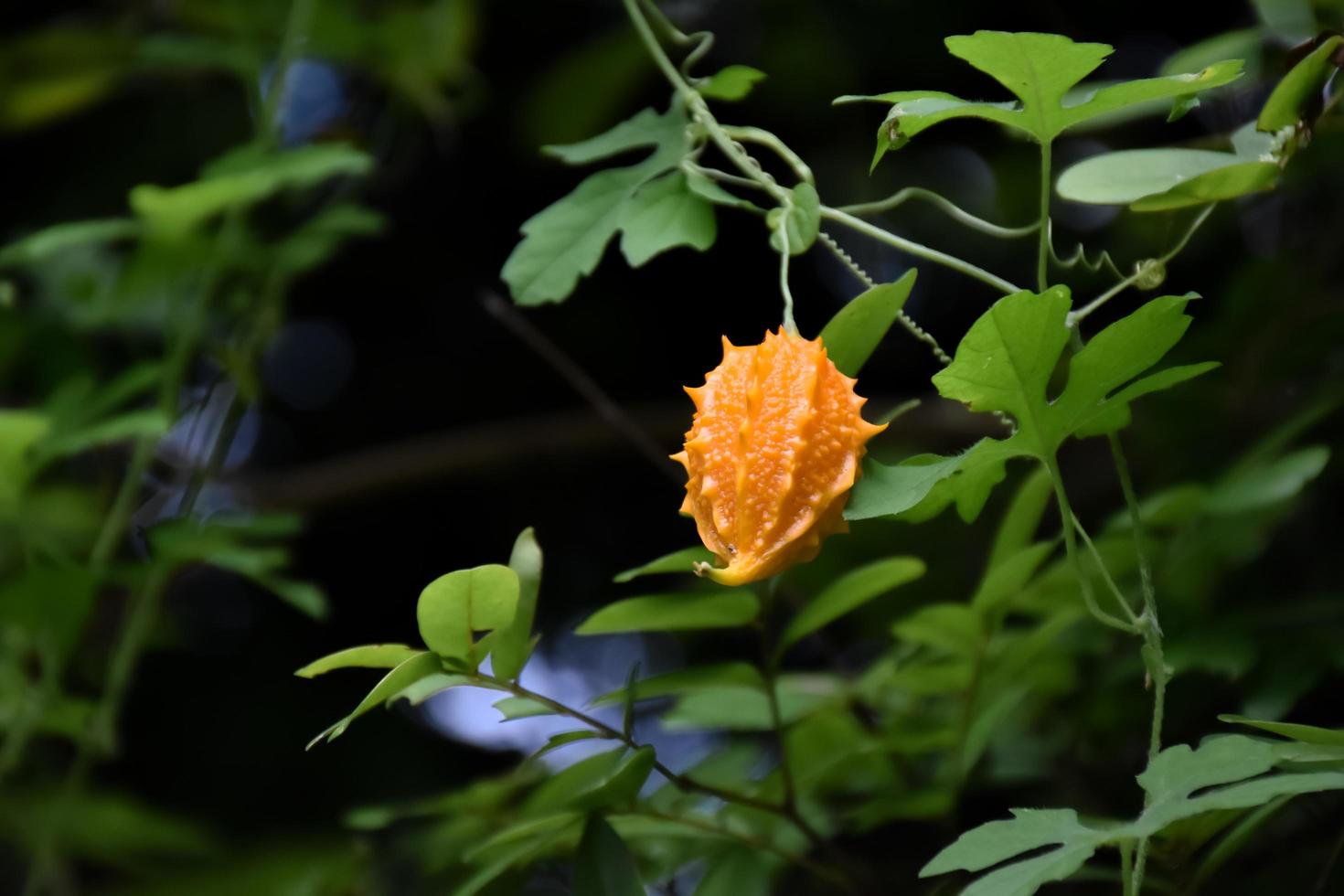 momordica charantia l, natuurlijk kruid voor het menselijk leven foto