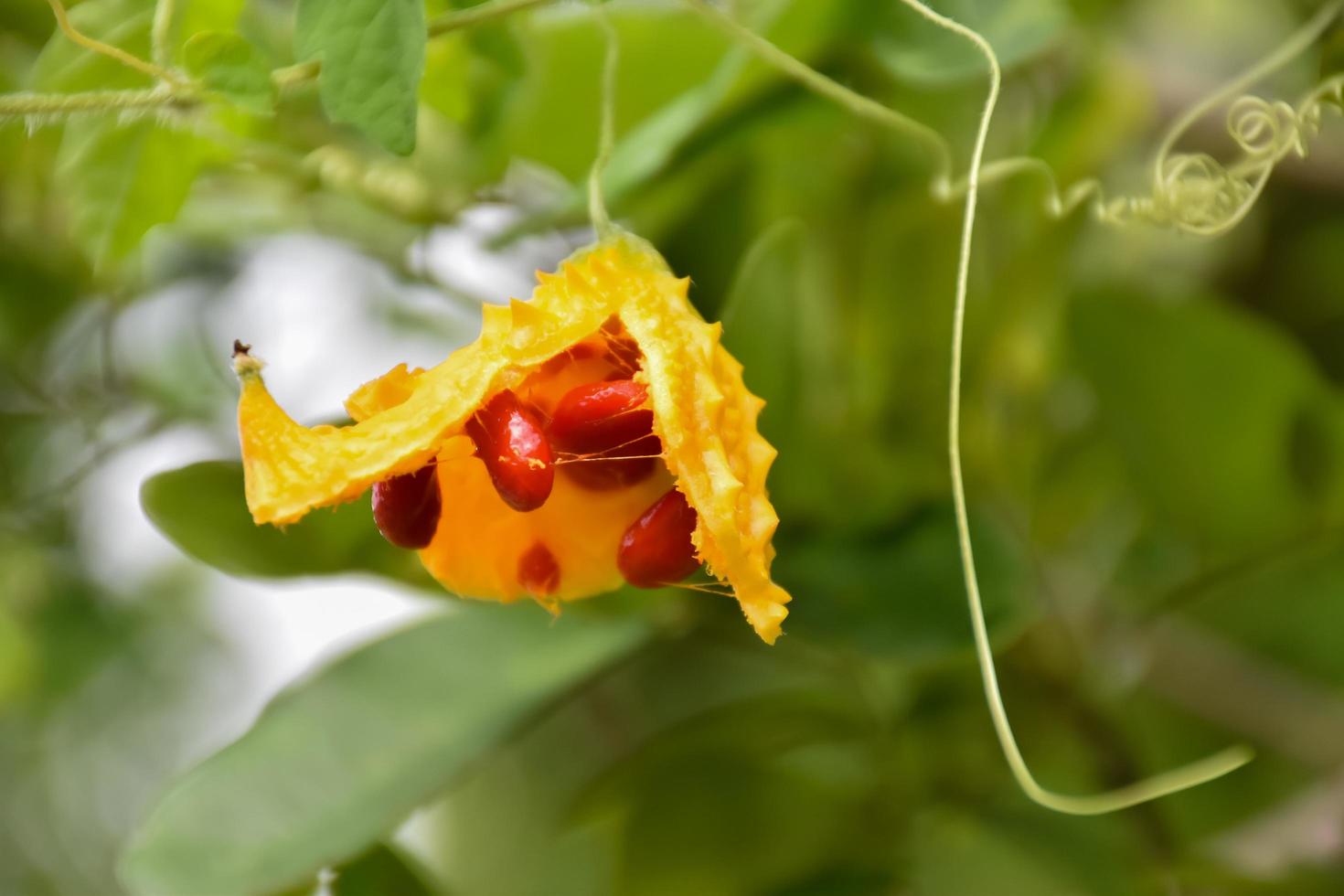 momordica charantia l, natuurlijk kruid voor het menselijk leven foto