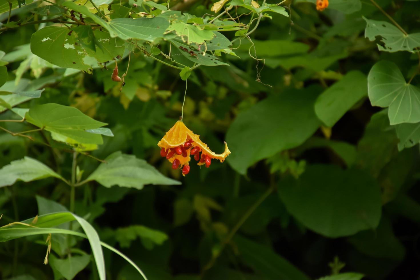 momordica charantia l, natuurlijk kruid voor het menselijk leven foto