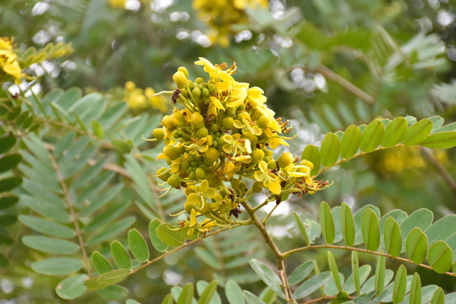 siamese senna, natuurlijk kruid voor mensen. foto