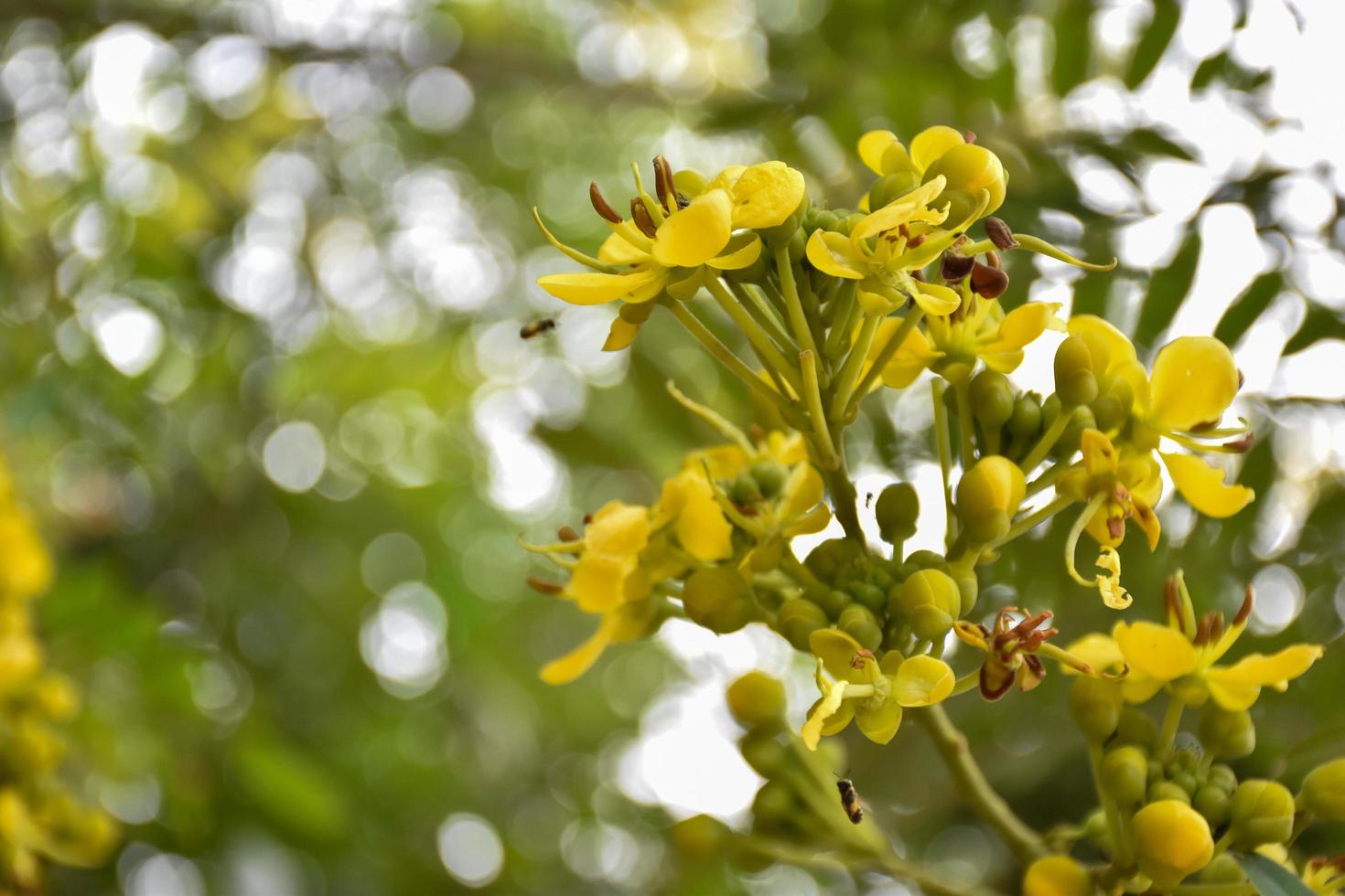 siamese senna, natuurlijk kruid voor mensen. foto