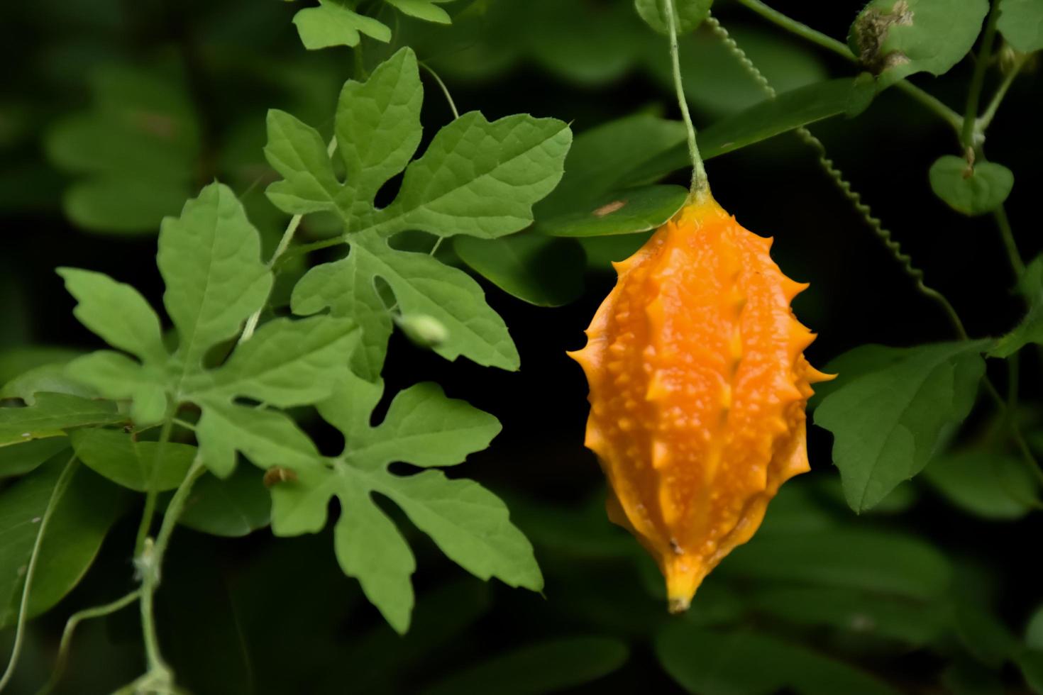 momordica charantia l, natuurlijk kruid voor het menselijk leven foto