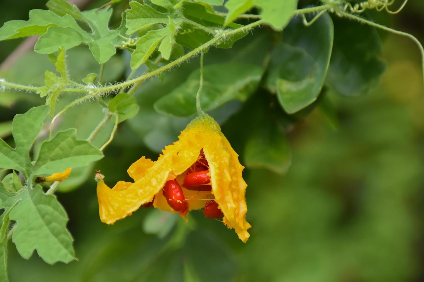 momordica charantia l, natuurlijk kruid voor het menselijk leven foto