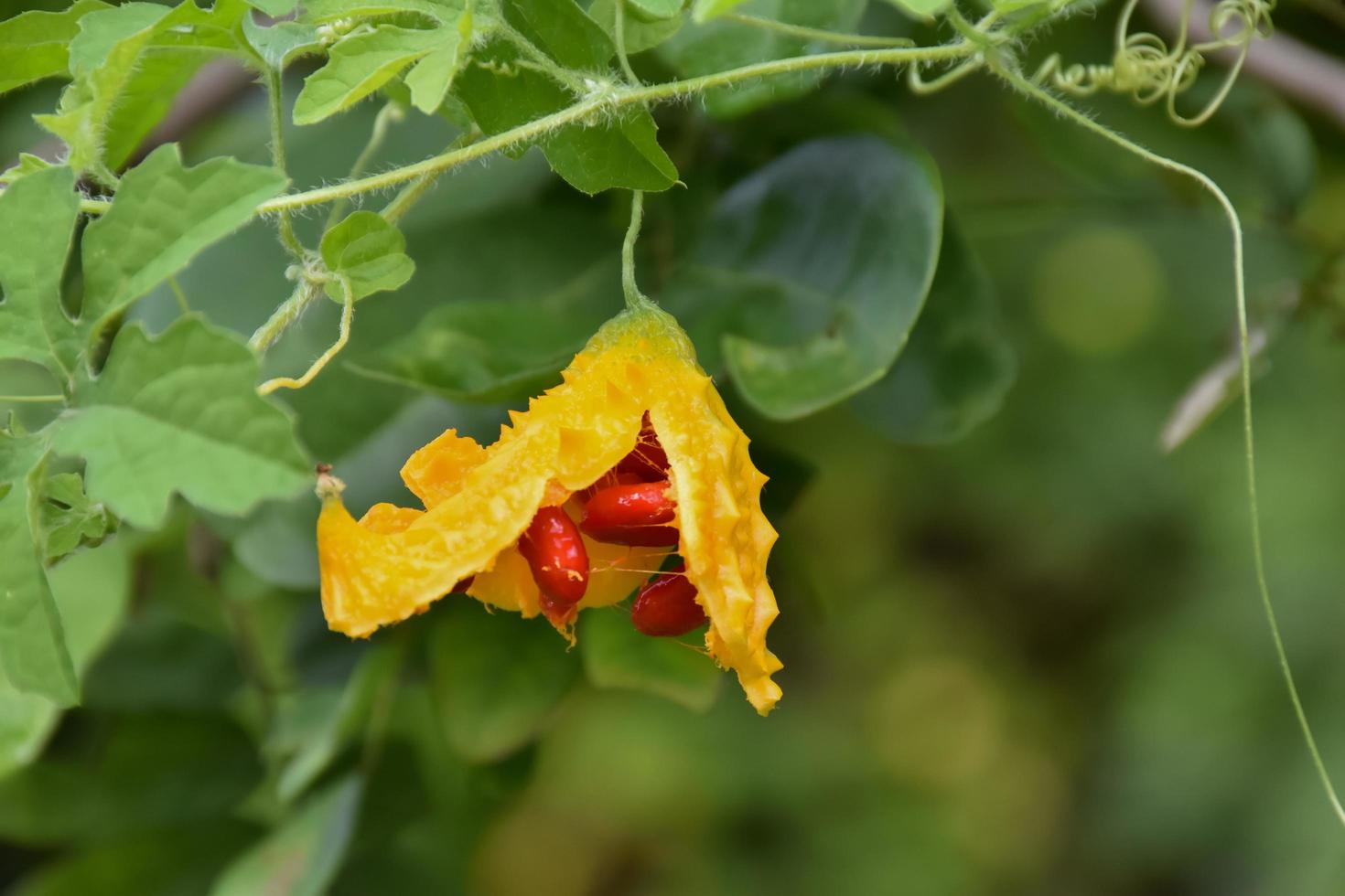 momordica charantia l, natuurlijk kruid voor het menselijk leven foto