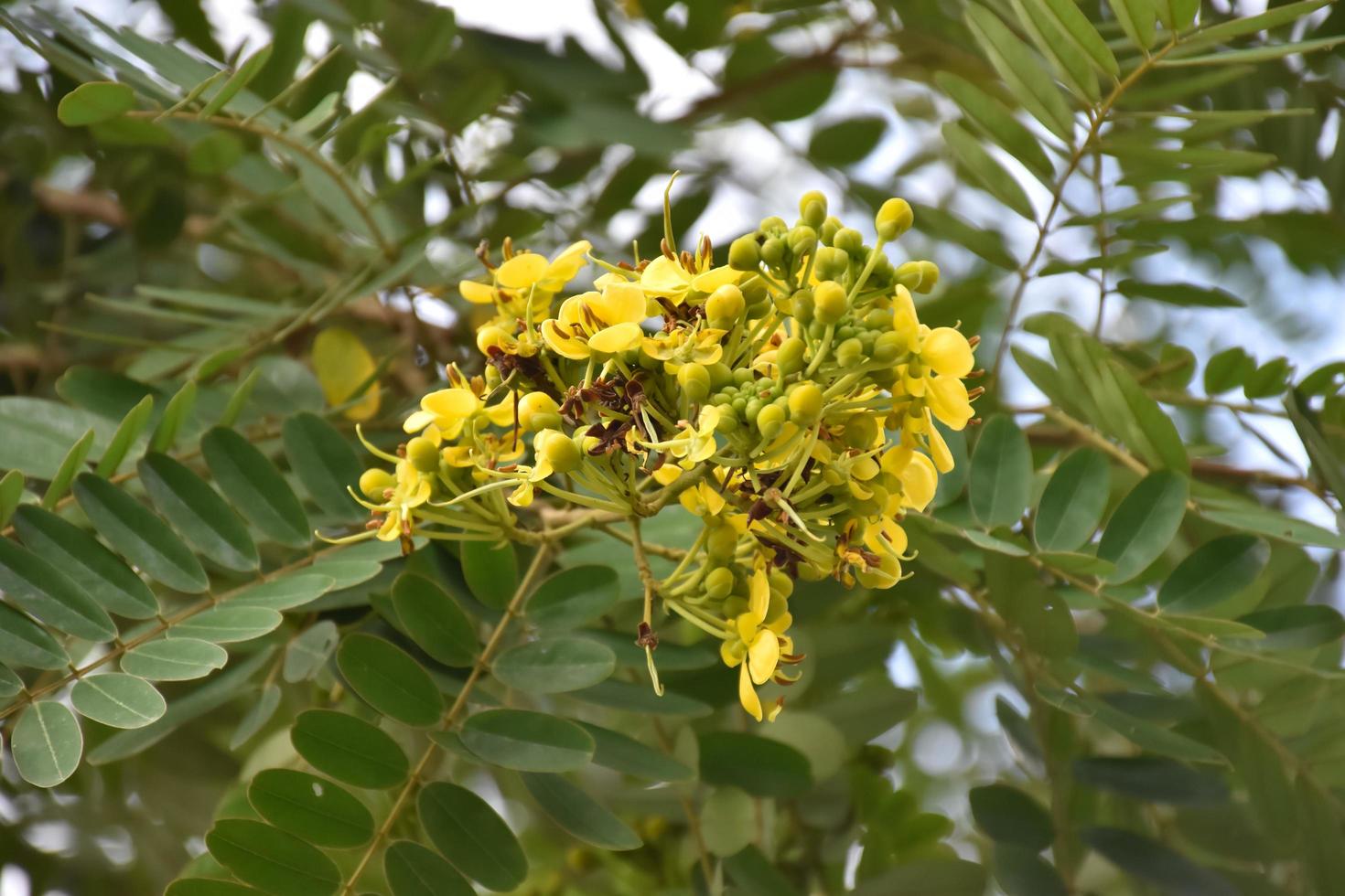 siamese senna, natuurlijk kruid voor mensen. foto