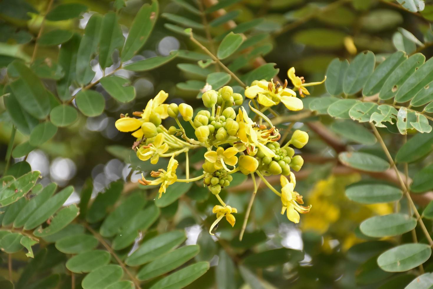 siamese senna, natuurlijk kruid voor mensen. foto