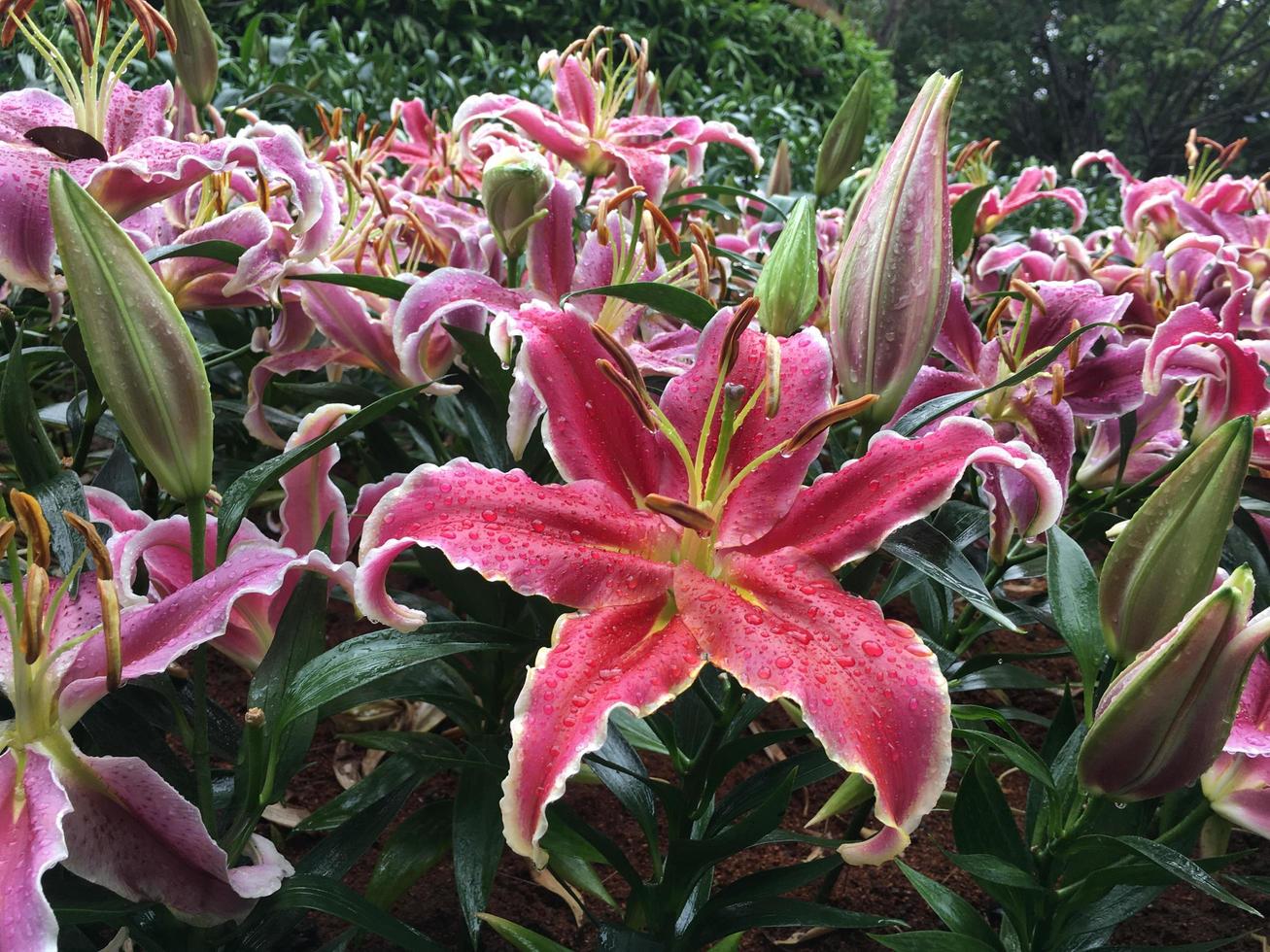 roze leliebloemen in bosbedden in bosfestivalshows. foto