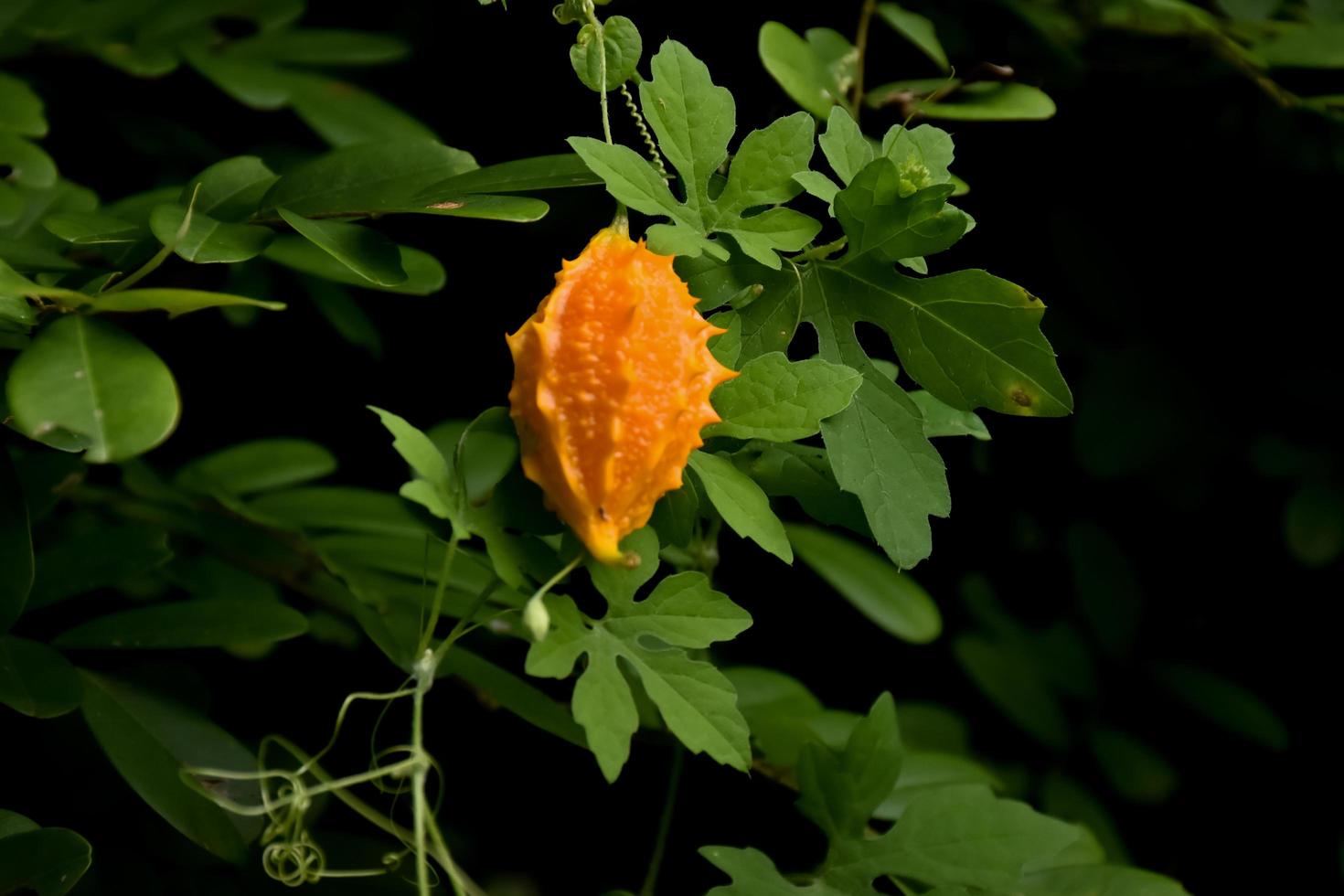 momordica charantia l, natuurlijk kruid voor het menselijk leven foto