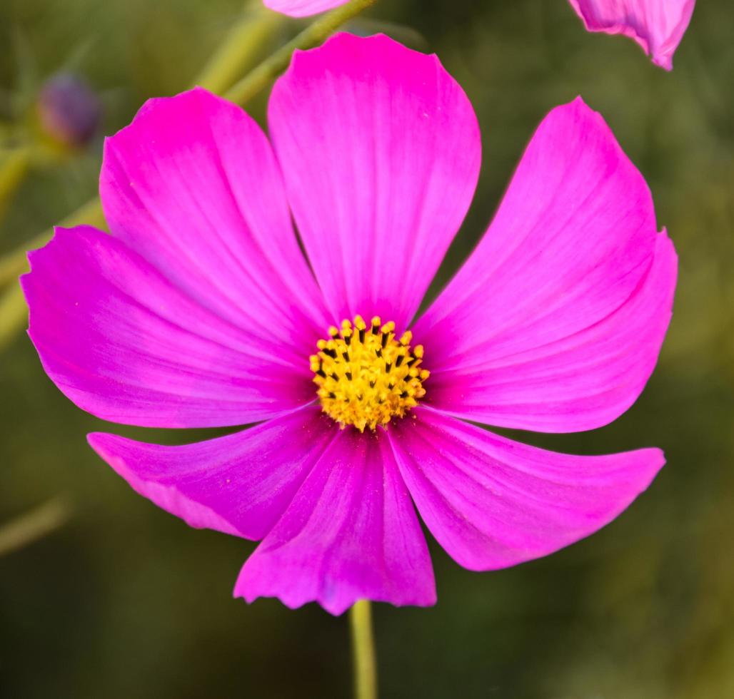 close-up weergave van kosmos bloemen foto