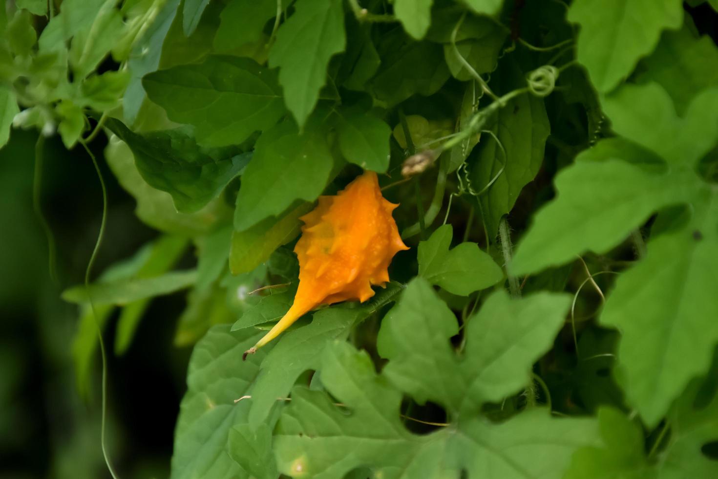 momordica charantia l, natuurlijk kruid voor het menselijk leven foto