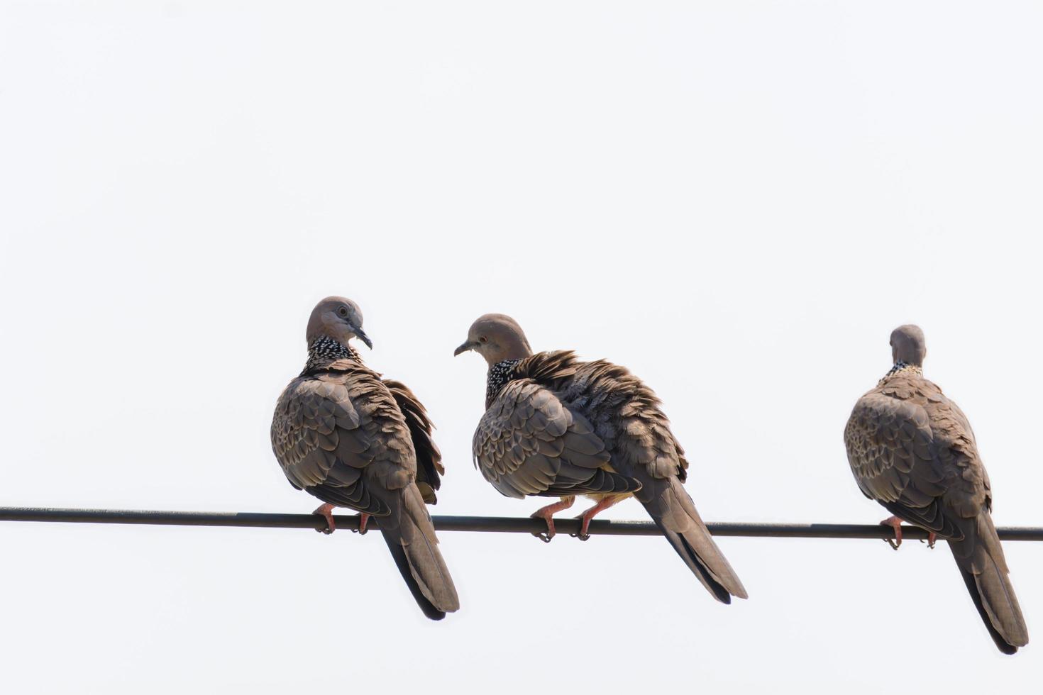 drie duiven aan kabels foto