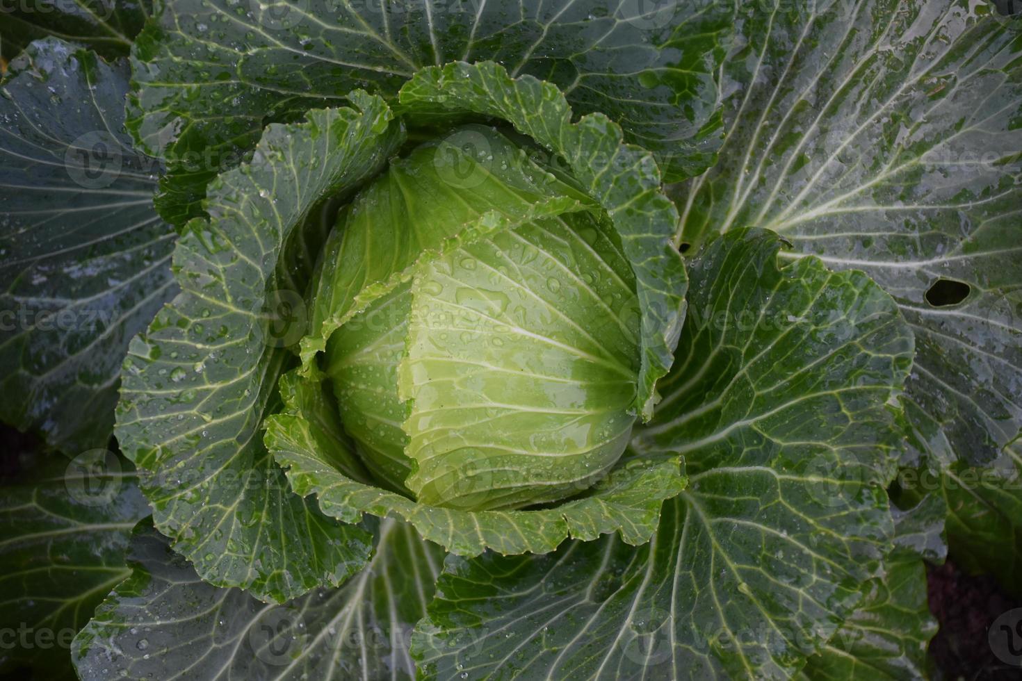 zelfgekweekte koolkop met compost en natuurlijke verzorging om als familievoedsel te dienen. foto