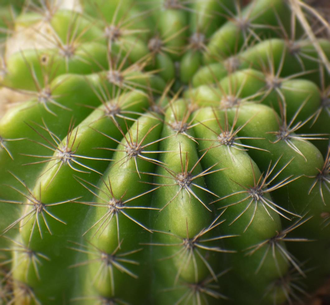 domino cactus, nacht bloeiende egel, paaslelie cactus.selectieve focus. foto