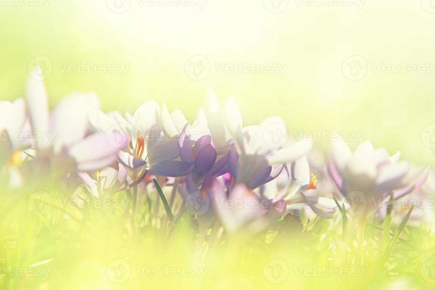 bloeiende paarse krokus bloemen in een zachte focus op een zonnige lentedag foto