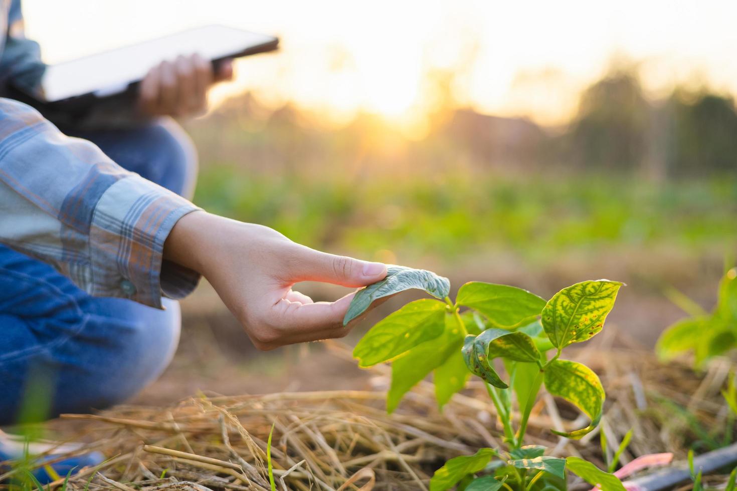 hand met jonge boom boon in boerderij met zonsondergang. concept landbouw foto