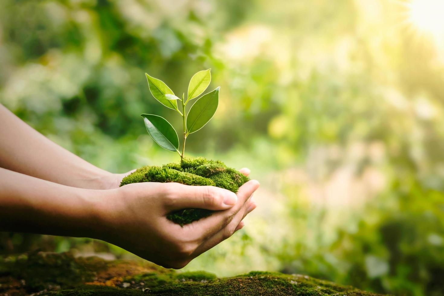 hand holdig plant groeit op groene achtergrond met zonneschijn foto